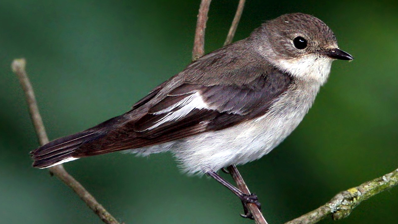 Collared Flycatcher (Ficedula albicollis)